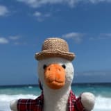 谷思🐣