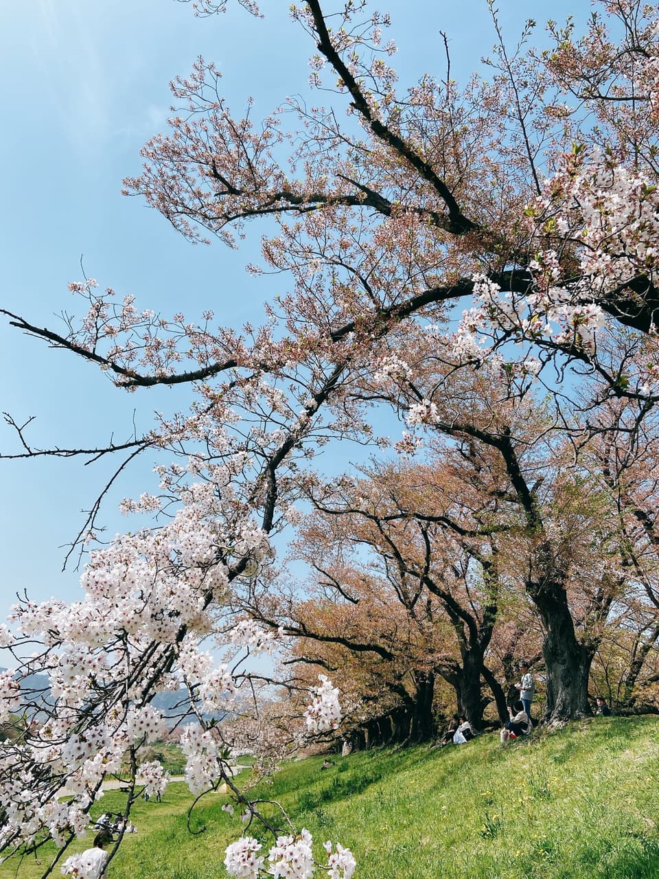 #分享 京都賞櫻景點 背割堤 - 日本旅遊板 | Dcard