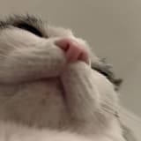o_zz_oow