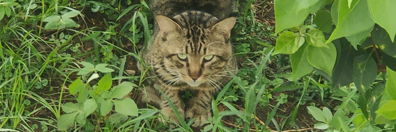 cutetiger