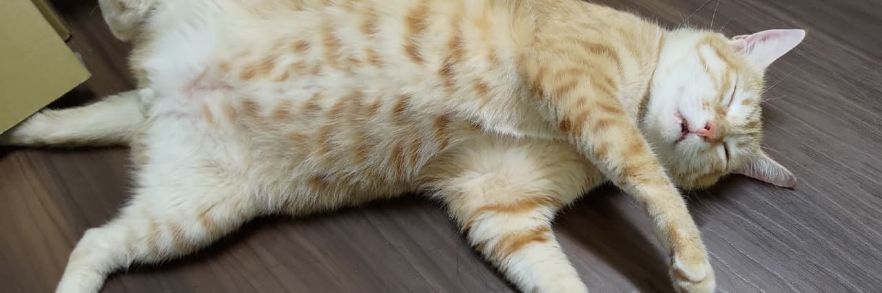 愛潛水的葵🌻