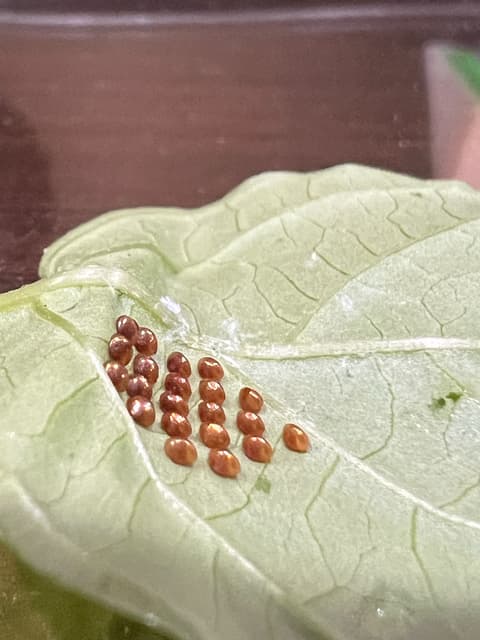 請益請問這是什麼蟲的卵- 昆蟲板| Dcard