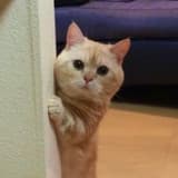 微笑狐狸