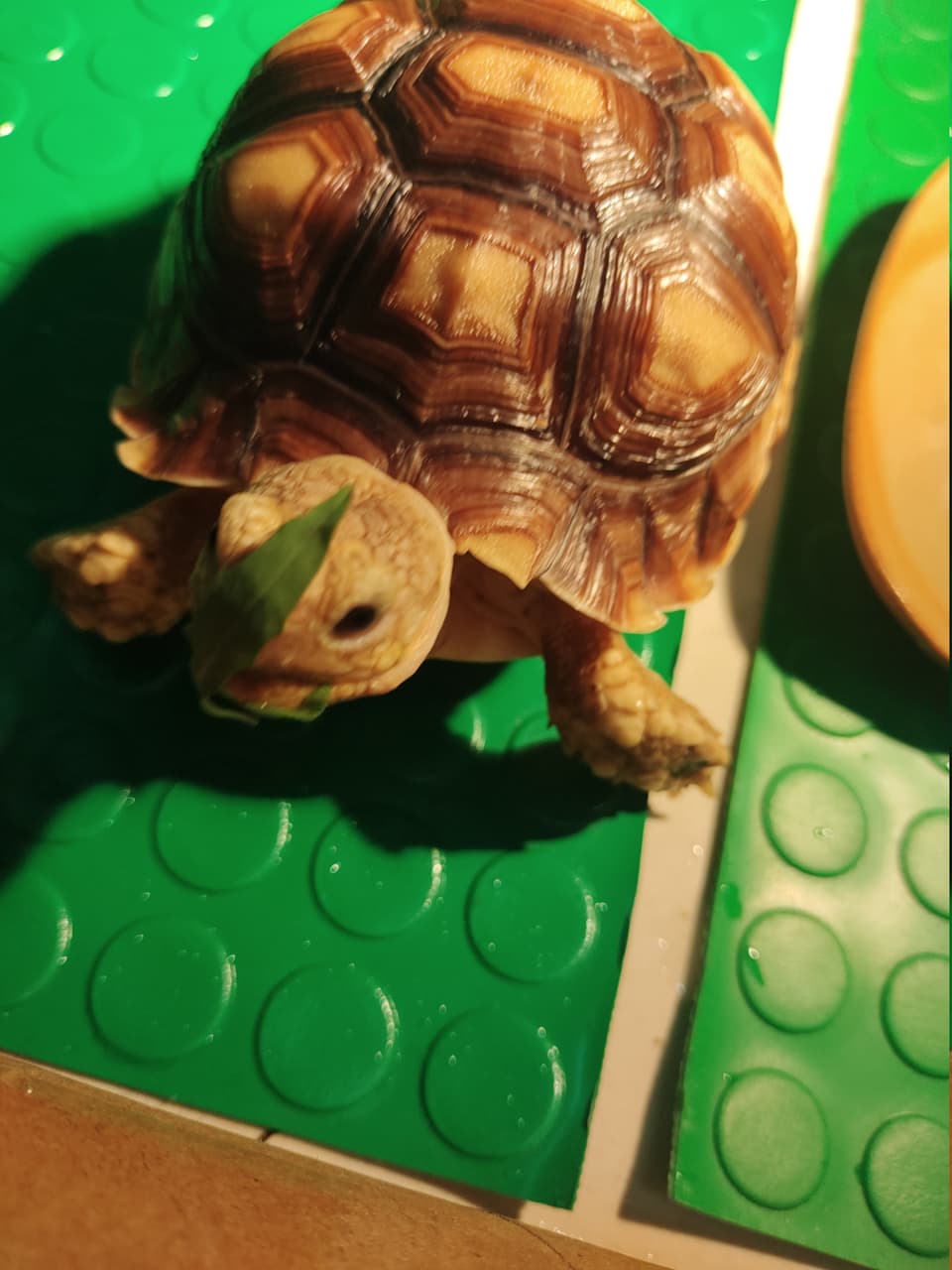 龜聰明的龜- 兩棲爬寵板| Dcard