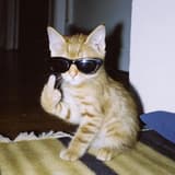 cat