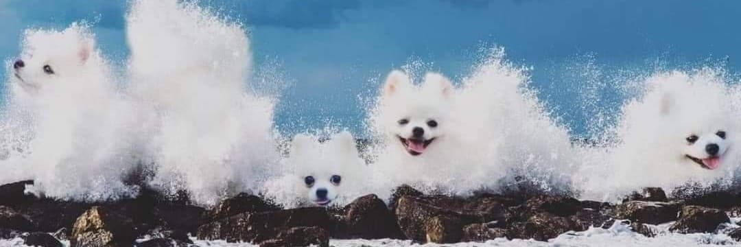 塌口