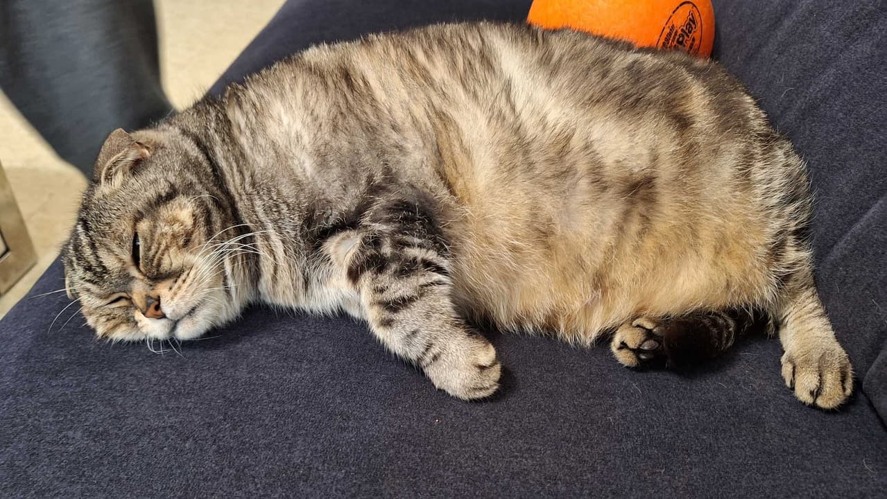 我家貓睡整天的 - 絕對貓科時間(@xup60108) | Dcard