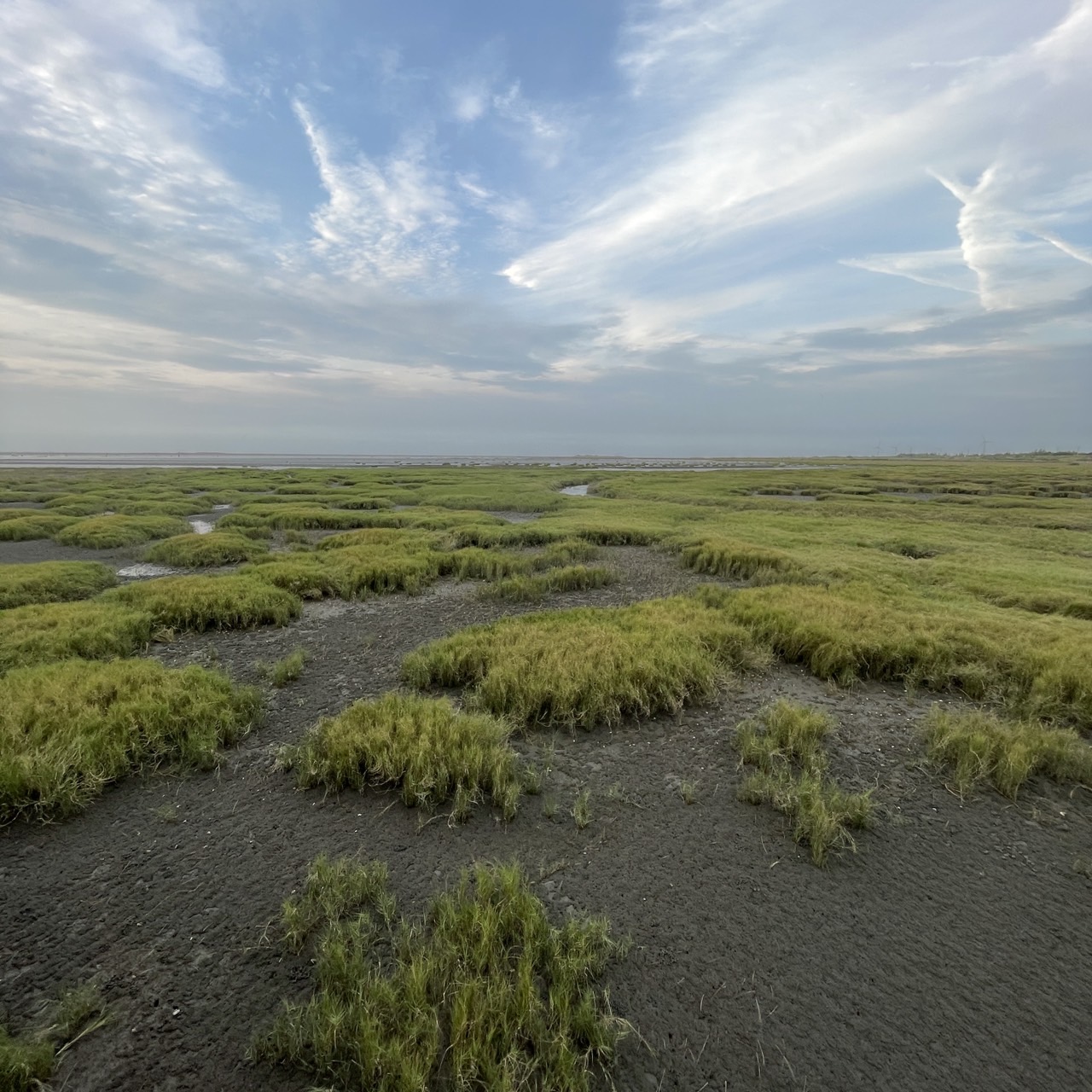 國內遊記 高美濕地半日遊～