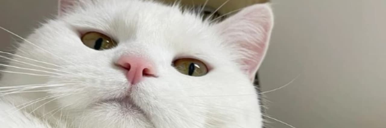 White Cat