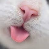 壞貓咪🐈