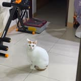 招財進寶