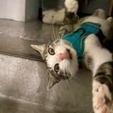 Clairecat