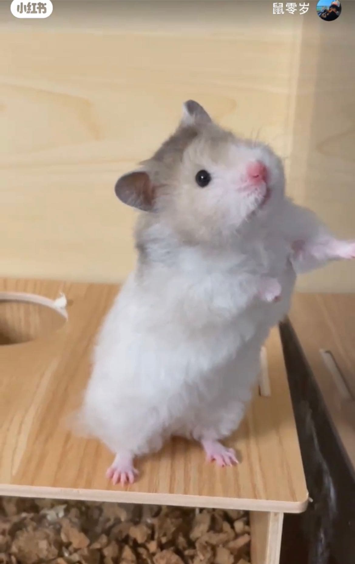 詢問好想養波利鼠台灣哪裡找得到- 寵物板| Dcard