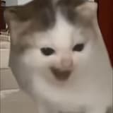 kiko_bom