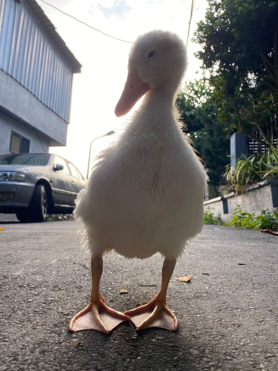 megapx