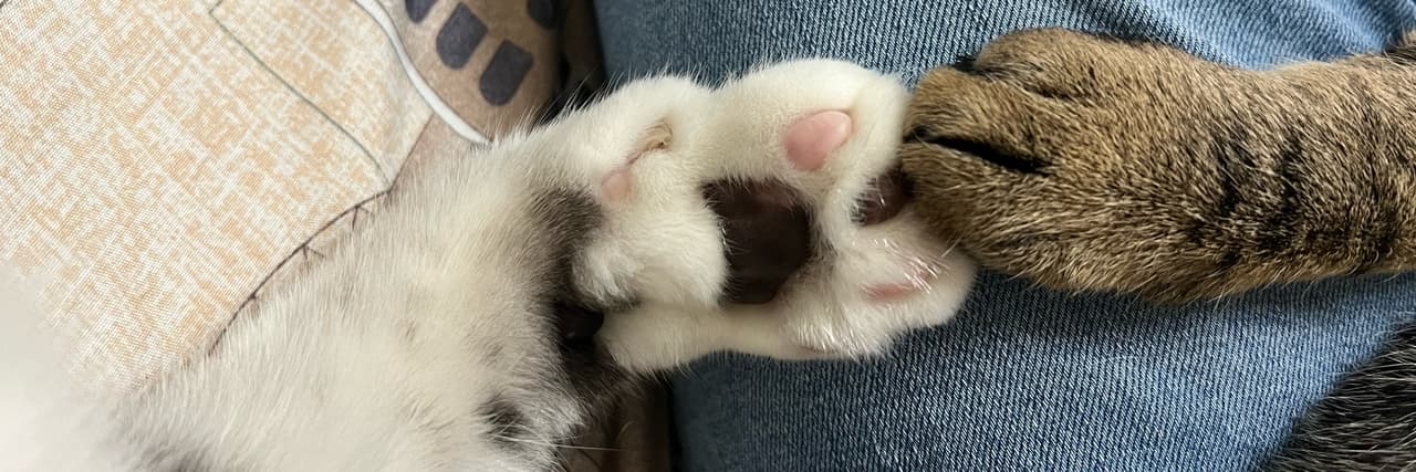 阿寶媽～🐈🇹🇼
