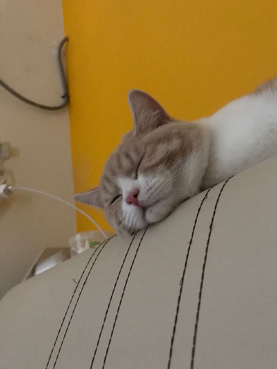 英短樓 寵物板 Dcard