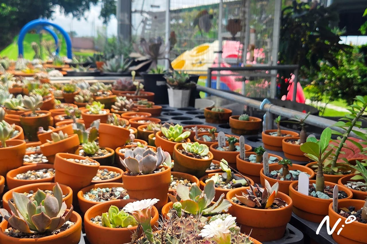 megapx