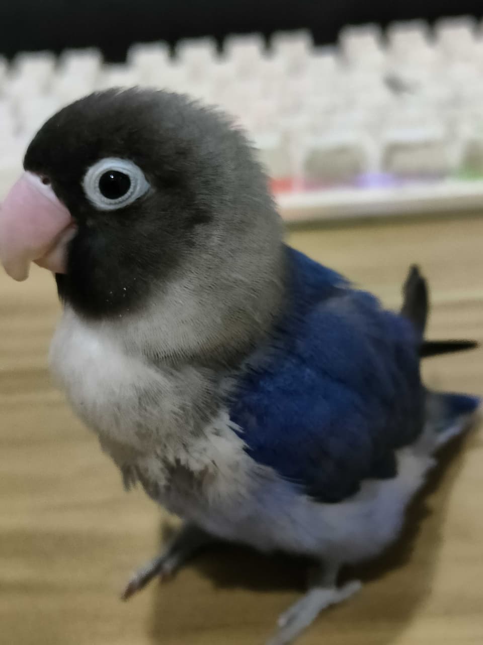 megapx