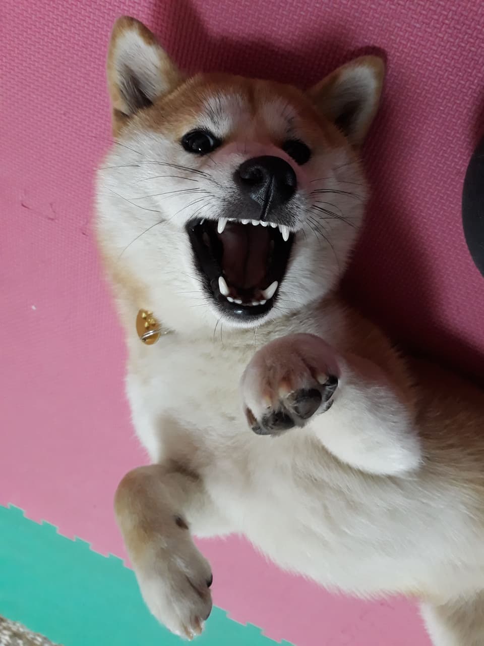 megapx