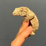想吃麻糬