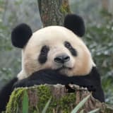 愛吃的Amber