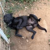 家有3條狗