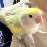 吟遊詩人