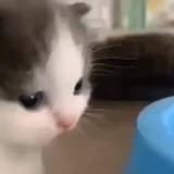 k0konut