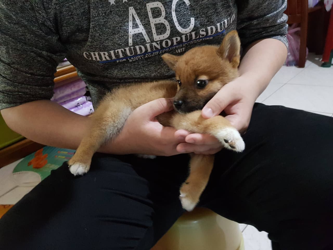 柴柴幼犬一般的價位在哪？🙏🙏 - 寵物板| Dcard