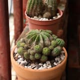 shiitake_401