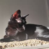 puma_1010