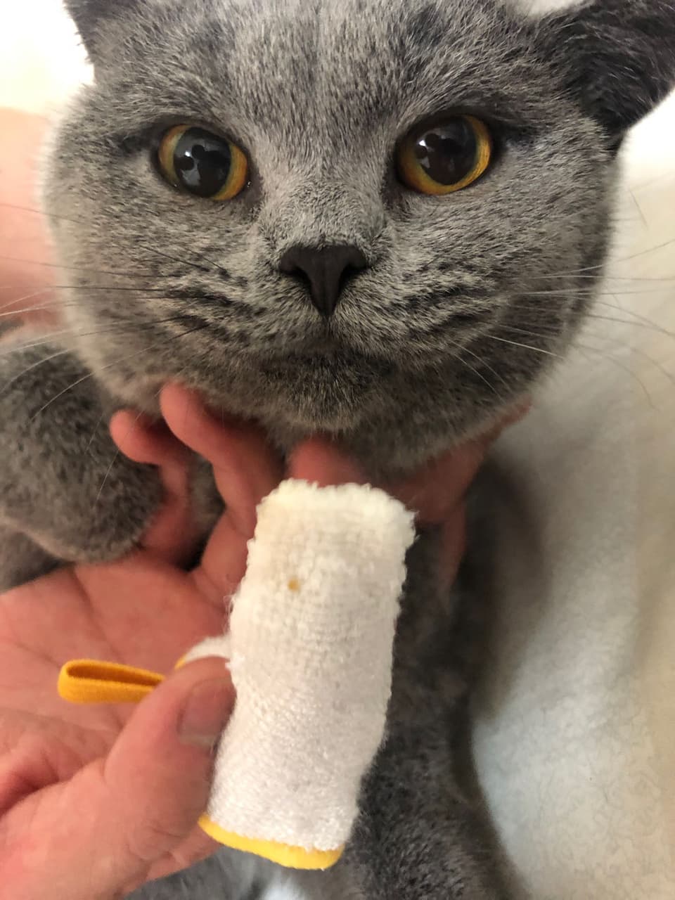 英短樓 寵物板 Dcard