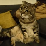 Manjusaka