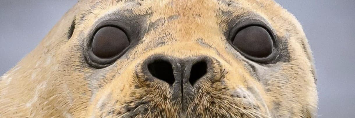 流浪人與狗