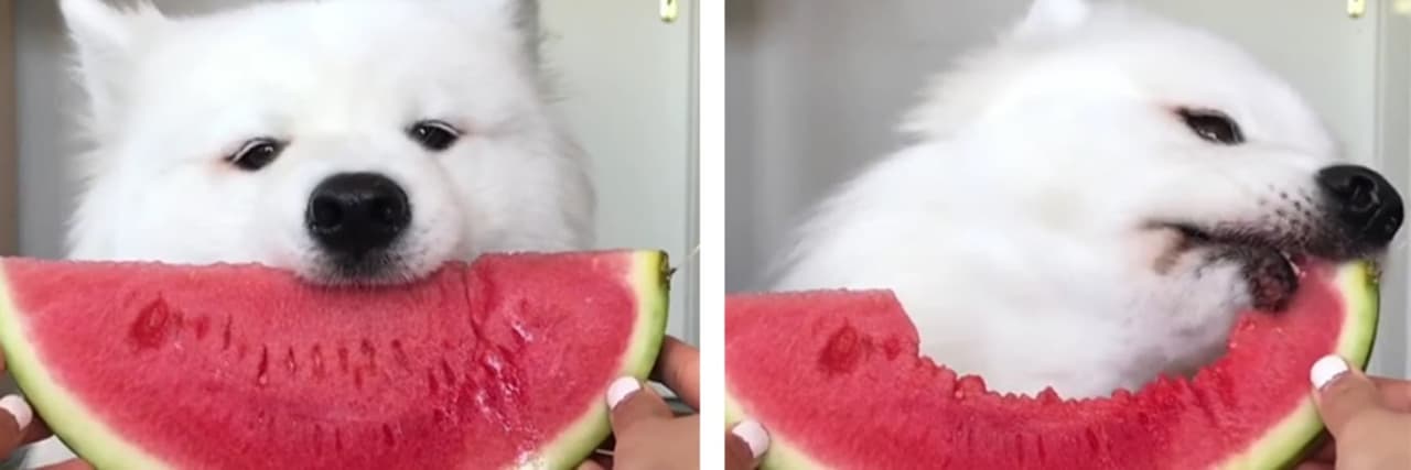 曬狗