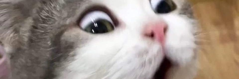 生存之上生活之下