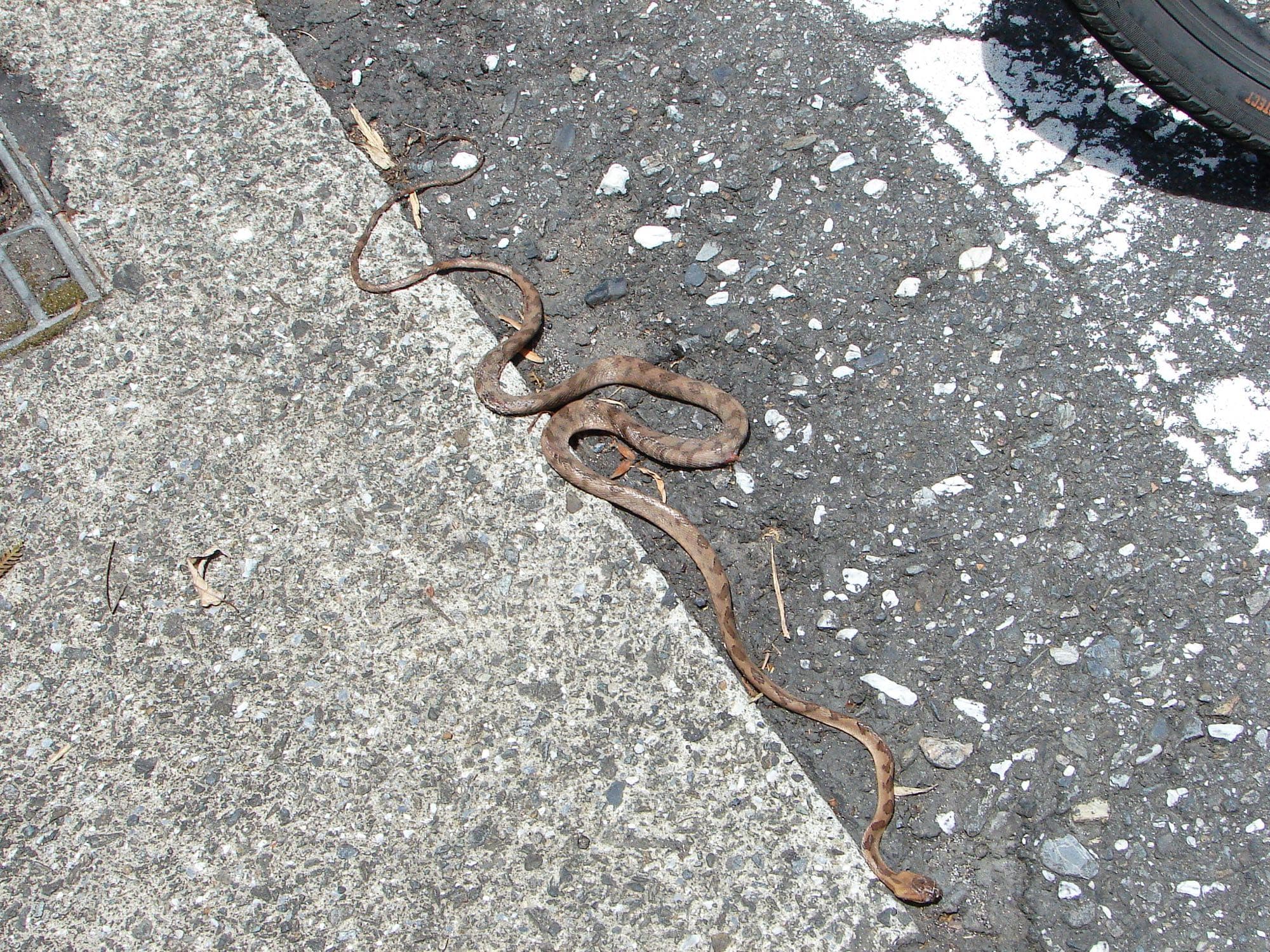 武夷山国家公园：蛇的王国 _www.isenlin.cn