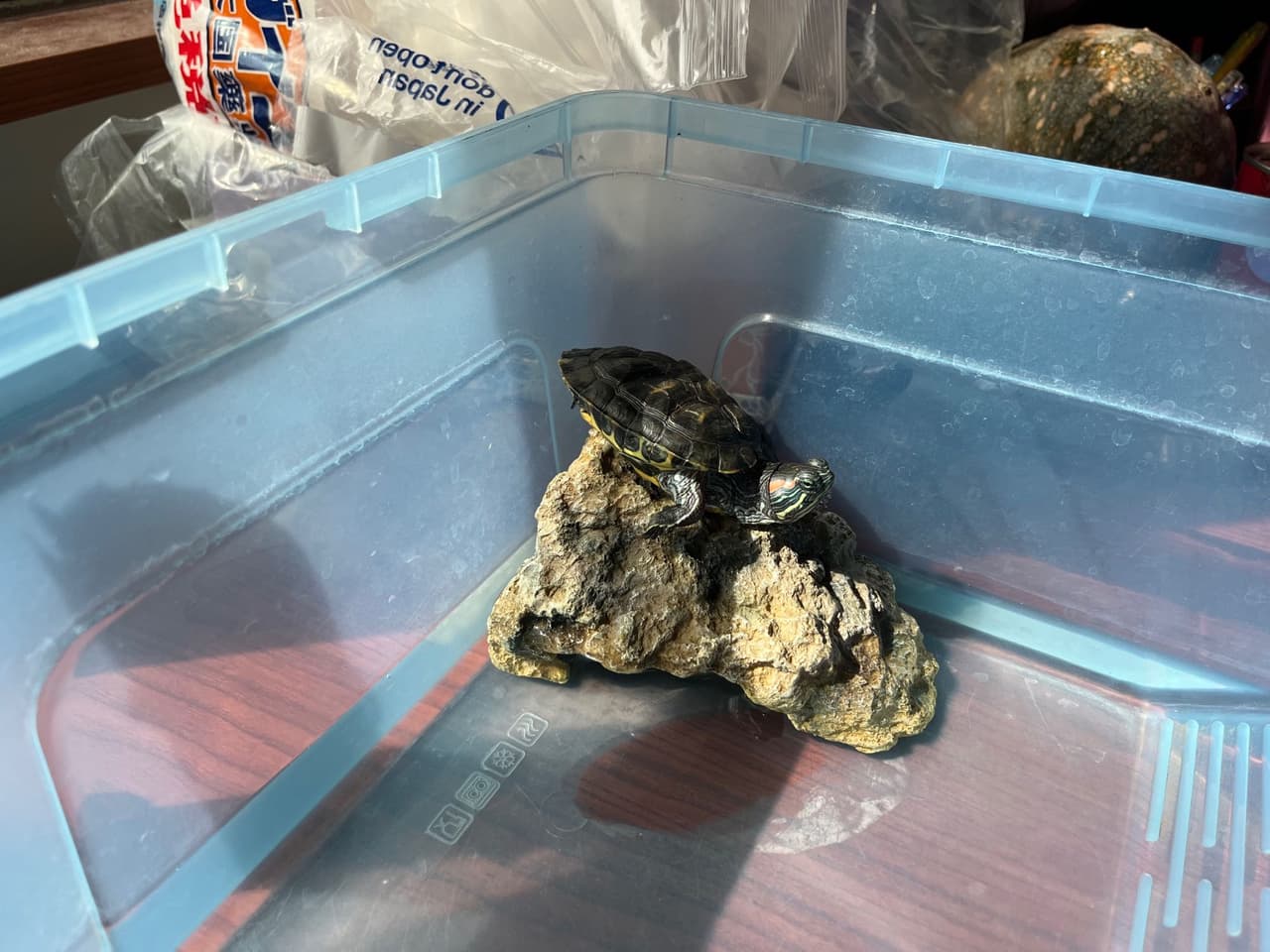 巴西龜的最新討論 | Dcard