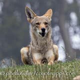 i_love_coyotes