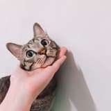 白日出沒的月球