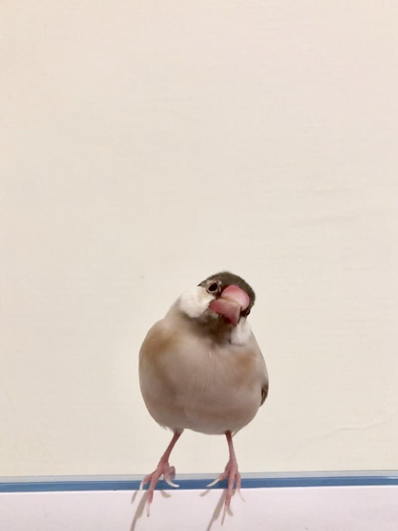 megapx