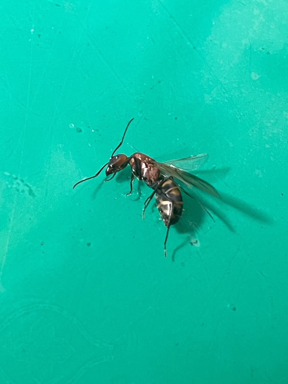 鑑定想請問這個是什麼蟲（很像超大隻的螞蟻還有翅膀）抖- 昆蟲板| Dcard
