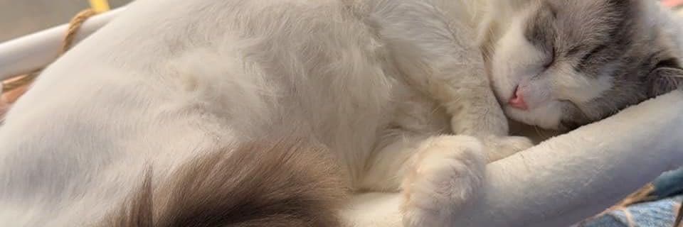 可靠小肩膀
