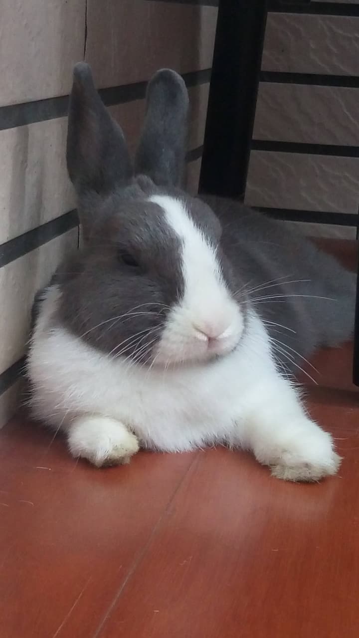 megapx
