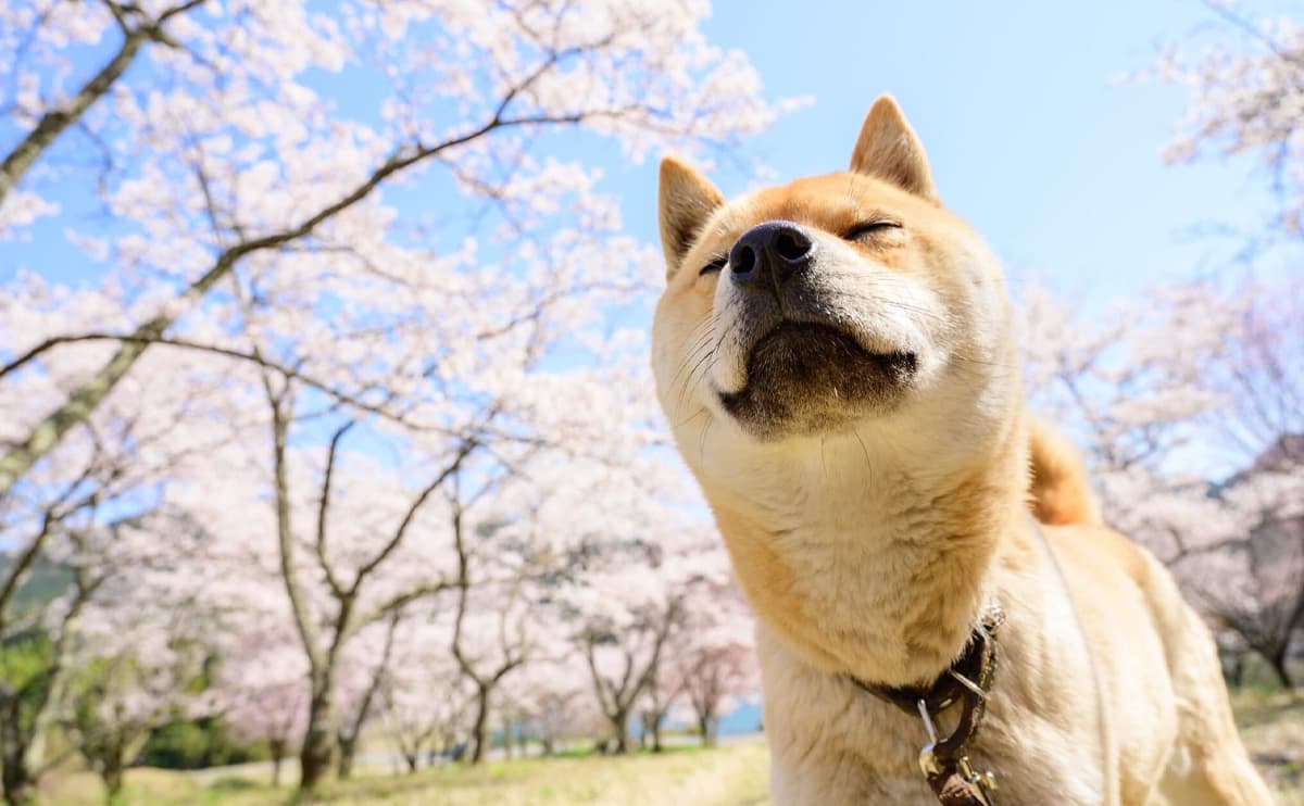 山陰柴犬的最新討論 | Dcard