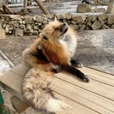珊羊遊