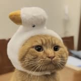 爆米花🐈