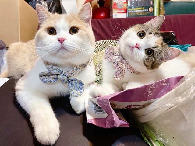 英短樓 寵物板 Dcard