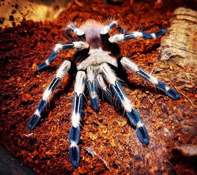 分享血冑骷髏-巴西白間紅尾（Nhandu chromatus）已放置防雷圖- 昆蟲板